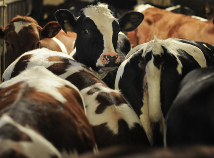 Climate and Animal Welfare