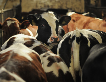 Cattle
