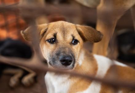 Rescue Dog Daisy Dog Daisy