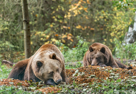 Brown bears lying around Brown bears lying around