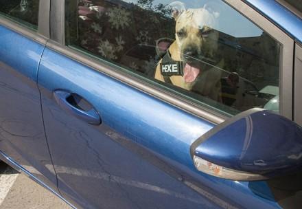 Dog in a car on a sunny day