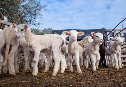 A group of young lambs