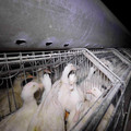 Ducks in small cages Ducks in small cages