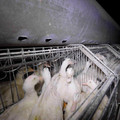 Ducks in small cages Ducks in small cages