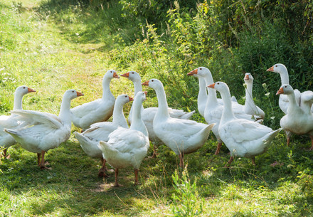 A group of geese outside