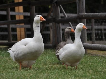 Geese and Ducks