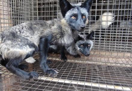Two foxes in a cage