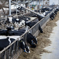 concentrate feeding concentrate feeding