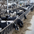 Cows being fed Cows being fed