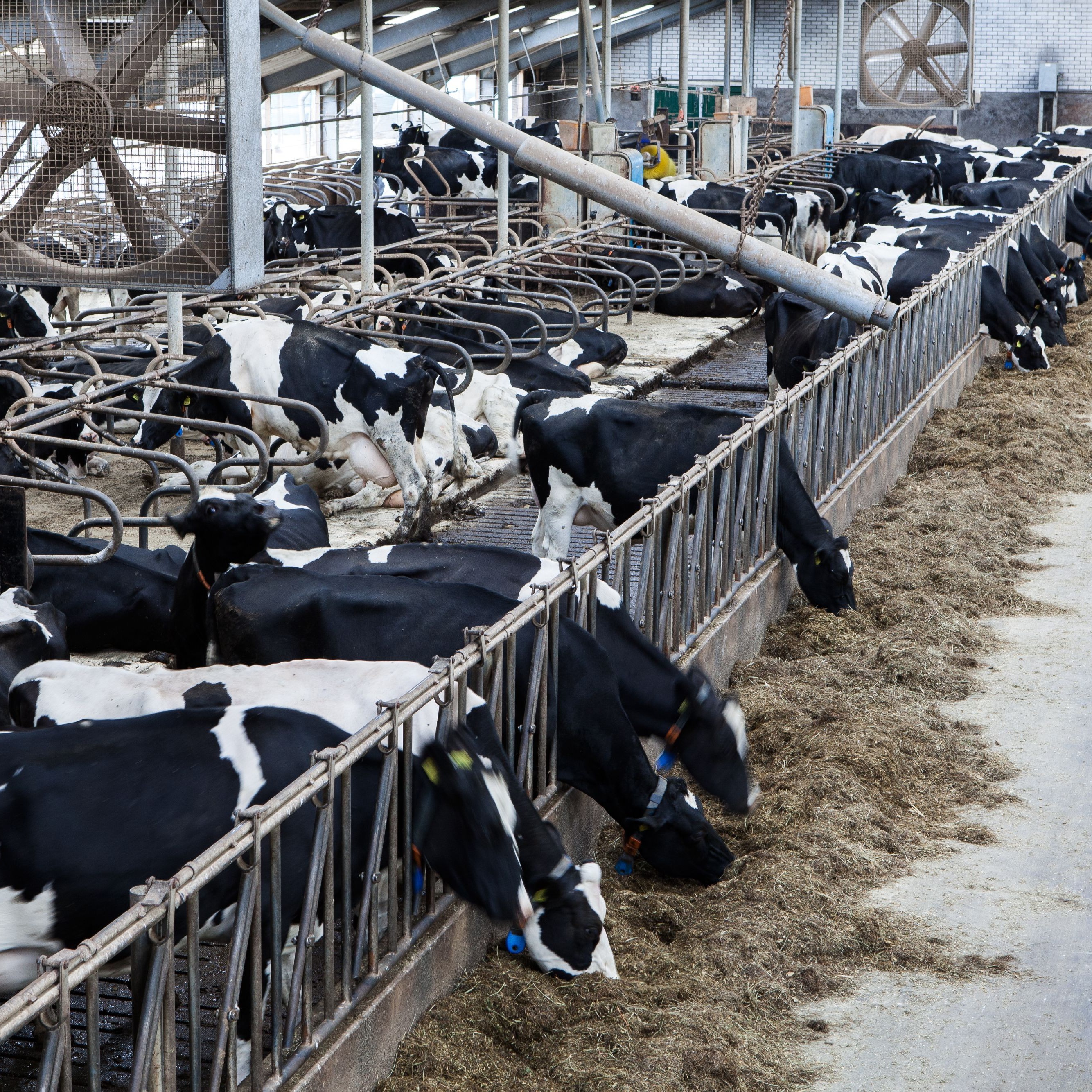 Cows being fed Cows being fed