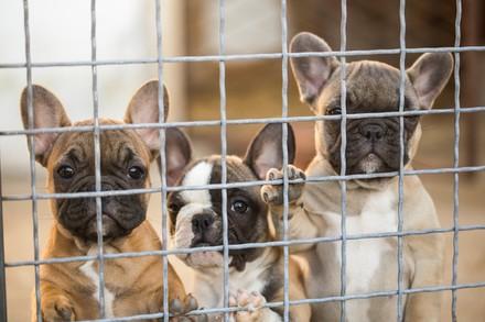Puppys in cage
