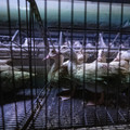 Ducks inside a cage without water Ducks inside a cage without water