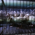 Geese on a farm Geese on a farm
