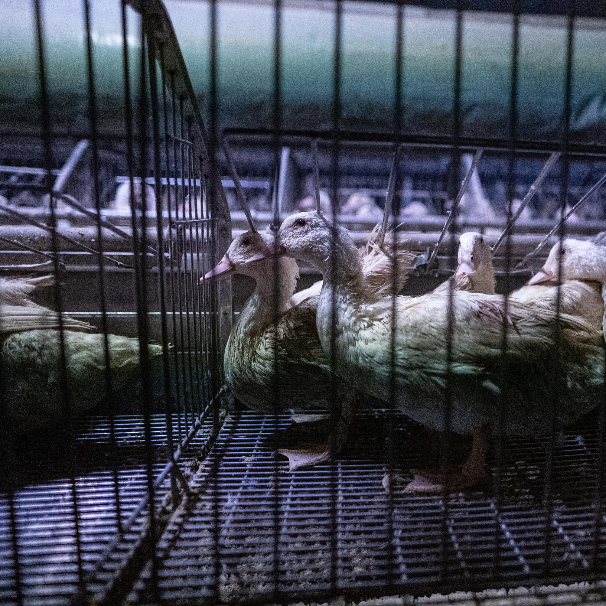 Ducks inside a cage without water Ducks inside a cage without water