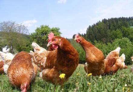 Happy hens Happy hens