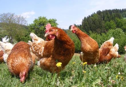 Hens