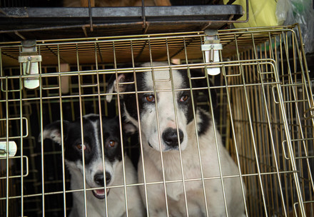 Dogs