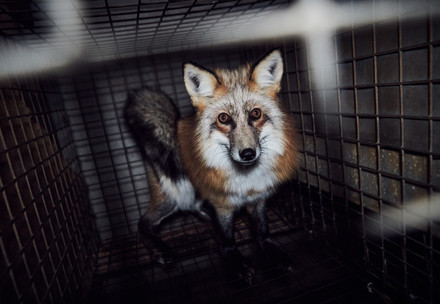 Fox on a fur farm in Poland
