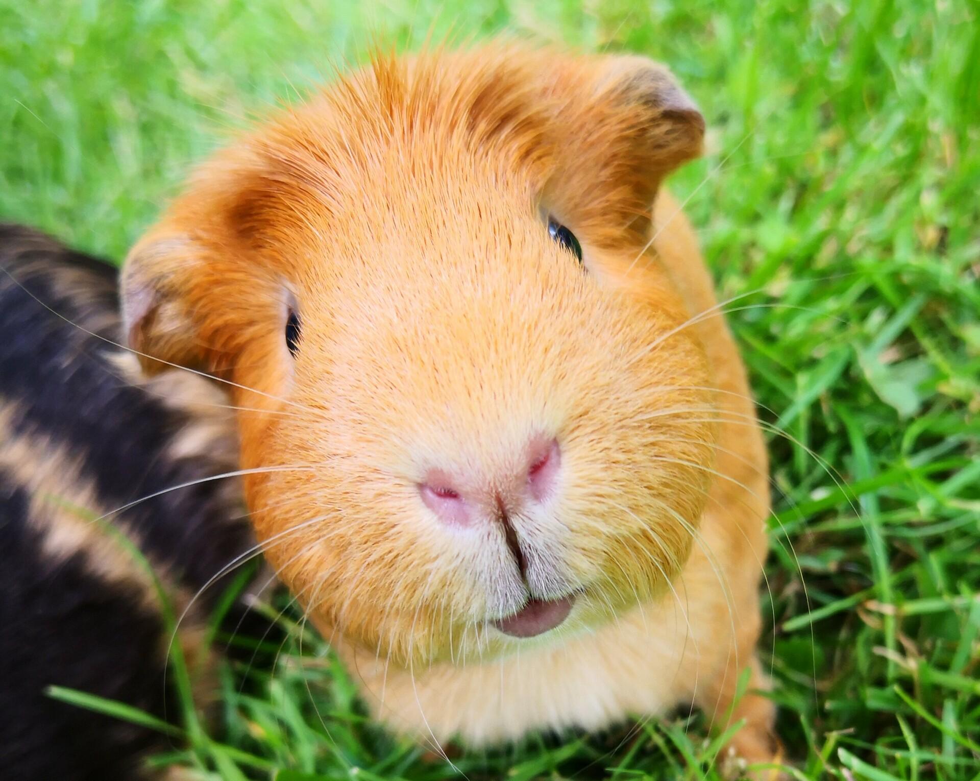 Guinea pig