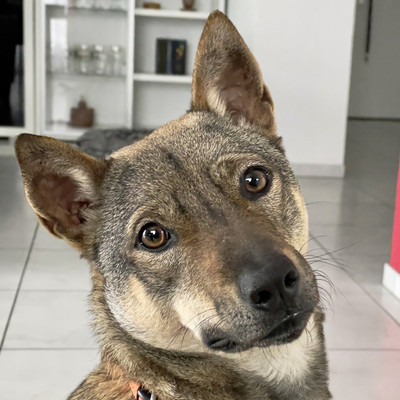 Rescue dog Rhodey