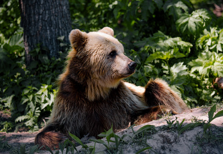 Bear Bodia