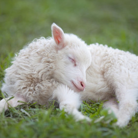 Wool with a Butt Wool with a Butt