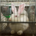 Rabbit inside a cage Rabbit inside a cage