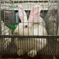 Single kept rabbit Single kept rabbit