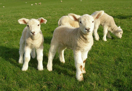 Lambs standing in a field 