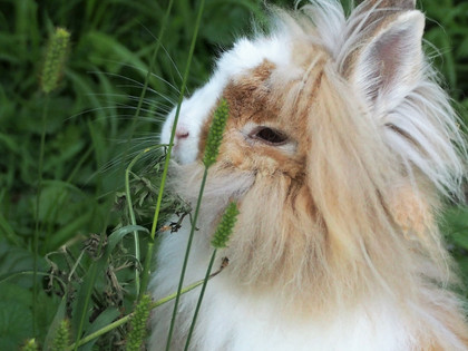 Happy rabbit