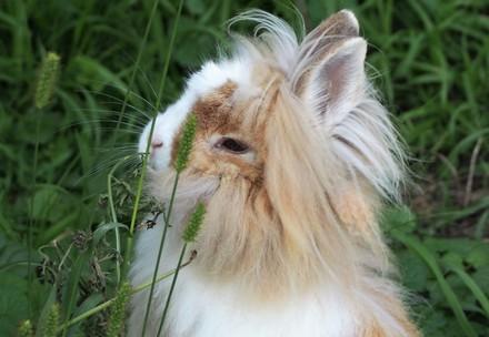 Rabbit listening