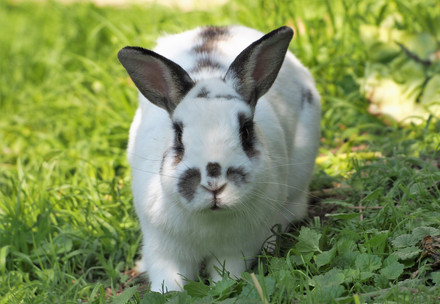 Rabbit sitting in grass