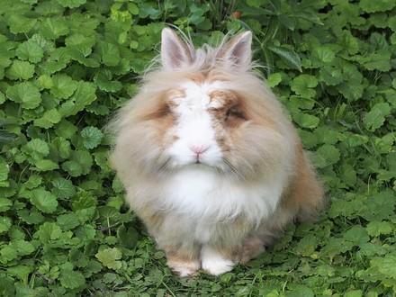 Rabbit sitting on grass