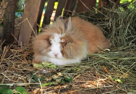 Sleeping rabbit