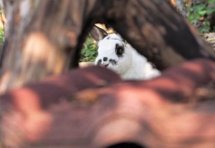 Rabbit enclosure