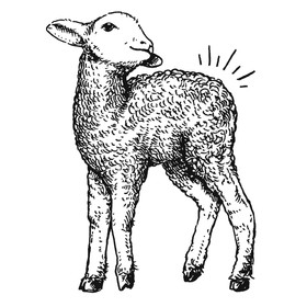 Wool with a Butt Wool with a Butt