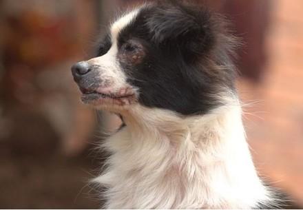 Rescue Dog Lucky Rescue Dog Lucky