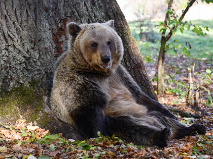 Happy Bear