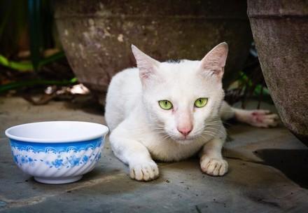 Rescue Cat Meow Meow