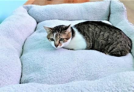 Cat in a big pet bed