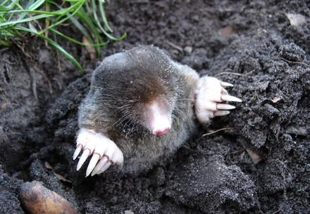 Mole