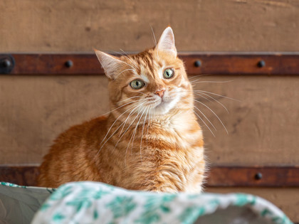 Orange cat infront of a brown wall