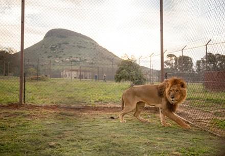Rescue Lions Motan and Pisa Lion at LIONSROCK