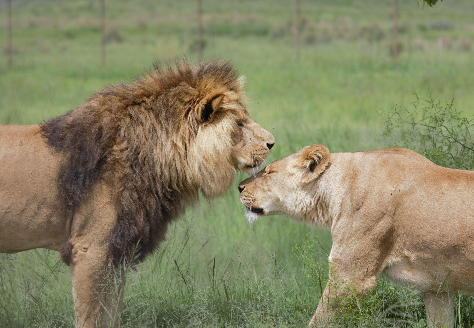 Lioness Pisa and Lion Motan at Lionsrock Big Cat Sanctuary Lioness Pisa and Lion Motan at Lionsrock Big Cat Sanctuary