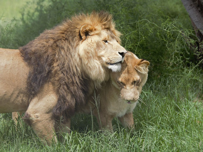 Lions at LIONSROCK