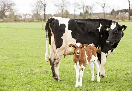 Cattle
