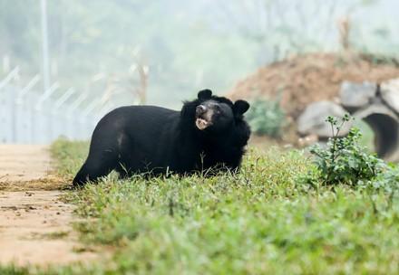 Bear Nhi Nho at BEAR SANCTUARY Ninh Binh Bear Nhi Nho at BEAR SANCTUARY Ninh Binh