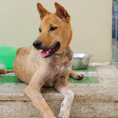 Blond rescue dog 