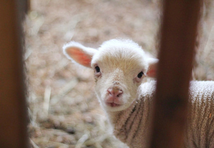 Lamb in a stable