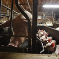 Sow fixated in her cage with her piglets Sow fixated in her cage with her piglets